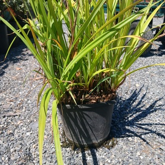 SARKAN KAREKS / Carex pendula