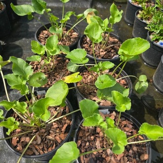 PİRAMİT ÇAN ÇİÇEĞİ / Campanula pyramidalis
