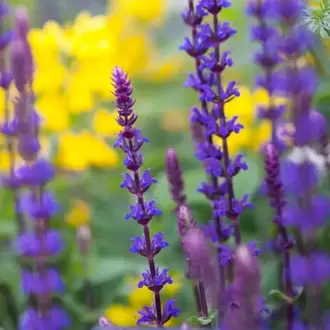 ADAÇAYI / SALVİYA ‘karadonna’ - Salvia nemerosa ‘Caradonna’