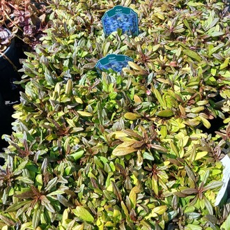AJUKA ‘çikolata’ / Ajuga reptans ‘Choclate Chip’