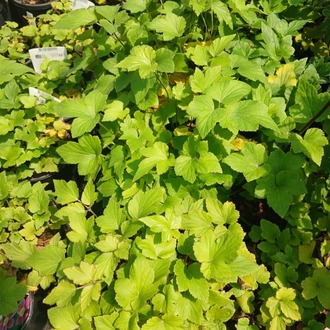 JAPON – ORMAN ANEMONU ‘harikalar’ / Anemone hupehensis ‘Splendens’