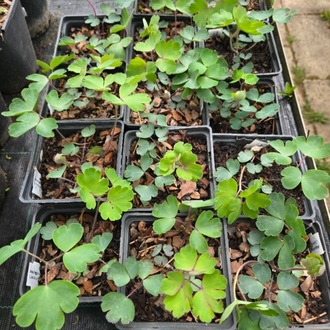 YAKUT HASEKİ KÜPESİ / Aquilegia vulgaris var. stellata ‘Ruby Port’