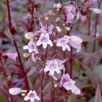 PENSTEMON ‘pokahontas’ / Penstemon ‘Pocahontas’