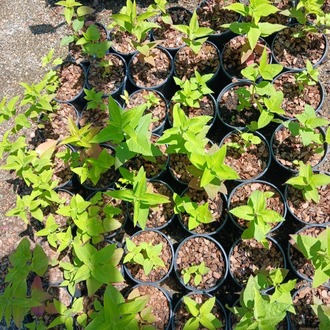 KURAKÇIL MONARDA / Monarda fistulosa