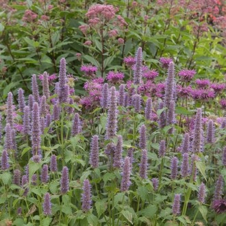 KURAKÇIL AGASTAŞ / Agastache foeniculum