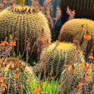 BULBİNE / Bulbine frutescens