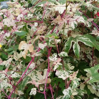 PORSELEN ASMASI / Ampelopsis glandulosa