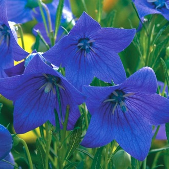 (tohum) BALON ÇİÇEĞİ - Platycodon grandiflorus 'Mariesii'