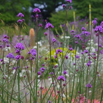 VERBENA - ÇAYIR MİNESİ /  Verbena bonariensis
