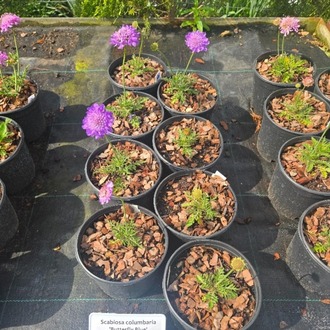 BODUR KIR SKABİYOZASI ‘kelebek mavisi’ / Scabiosa ‘Butterfly Blue’