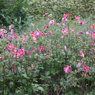 JAPON – ORMAN ANEMONU ‘has bolluk’ / Anemone hybrida ‘Hadspen Abundance’