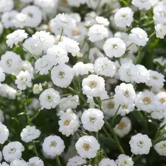 PITIRCIK CİVANPERÇEMİ - Achillea ptarmica 'The Pearly'