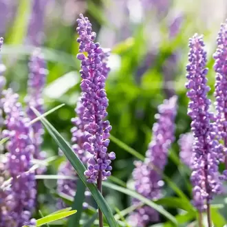 ZAMBAK SAZI - LİRYOP / Liriope muscari