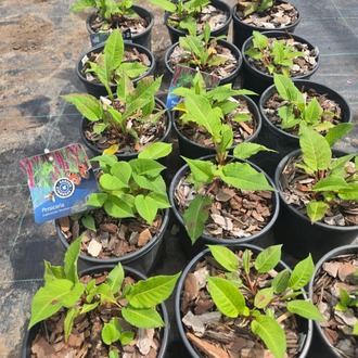 PERSİKARYA ‘ametist yazı’ / Persicaria amplexicaulis ‘Amethyst Summer’