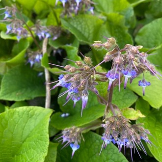 ORMAN HODANI / Trachystemon orientalis / *Türkiye Bitkisi