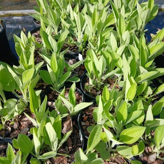 ISLAK RADBEKYA / ISLAK GÜNEŞ ŞAPKASI - Rudbeckia fulgida var. deamii