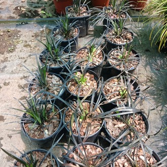 SİYAH OSMANLI ÇİMİ / Ophiopogon planiscapus nigrescens