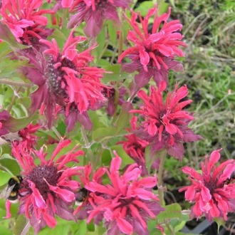MONARDA ‘bihter gelin’ / Monarda ‘Gewitterwolke’