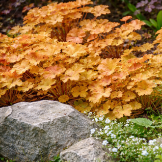 HÖKERA ‘karamel’ / Heuchera ‘Caramel’