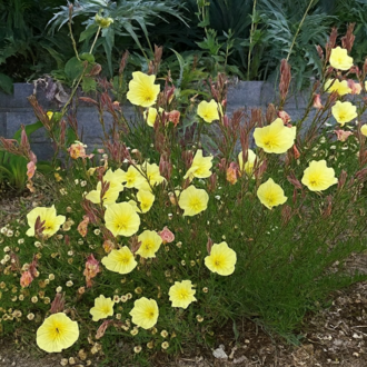SÜLFÜR EZAN ÇİÇEĞİ -  Oenothera odorata ‘Sulphurea’