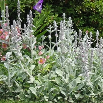 KUZUKULAĞI / STAKİS  Stachys byzantina