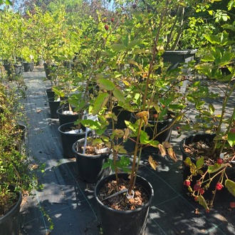 İRİ TANELİ BÖĞÜRTLEN / Rubus spp.