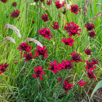 KAN KARANFİLİ / Dianthus cruentus / *Türkiye Bitkisi