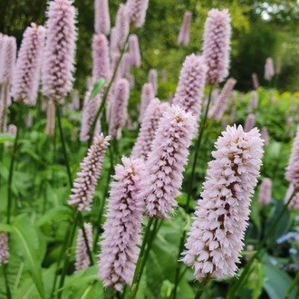 SÜPER PERSİKARYA / Persicaria bistorta ‘Superba’