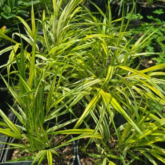 SARI ALACALI JAPON HAKONE OTU / Hakonechloa macra ‘Aureola’