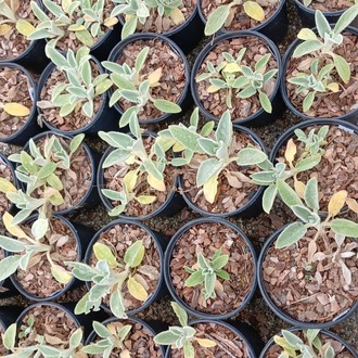 KUZUKULAĞI / STAKİS  Stachys byzantina
