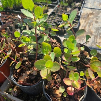 SEDUM ‘yastık sohbeti’ / Sedum intermedia ‘Pillow Talk’