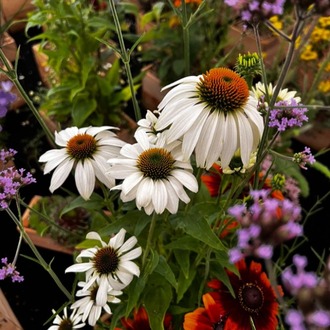 EKİNEZYA ‘beyaz kuğu’ / Echinacea 'White Swan'