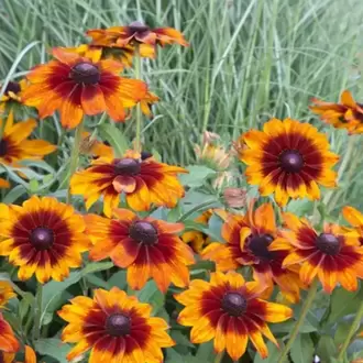 KURAKÇIL RADBEKYA (Güneş Şapkası) ‘sonbahar renkleri’ / Rudbeckia hirta ‘Autumn Colors’