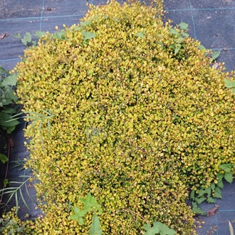 MUHLENBEKYA ‘altın kız’ - Muhlenbeckia ‘Golden Girl’