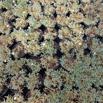 BEYAZ FARE DİŞİ /  Cerastium tomentosum