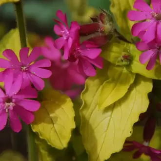 SİLENE ‘altın yaprak’ - Silene dioica ‘Ray’s Golden’