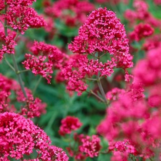 MAHMUZ ÇİÇEĞİ - SENTRANTUS ‘pembe’ / Centranthus ruber