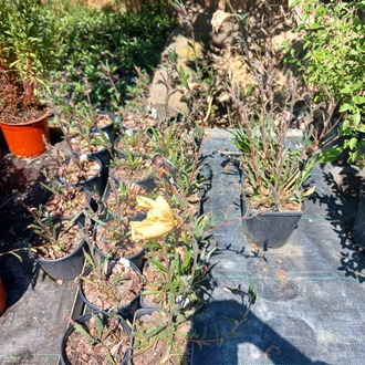 SÜLFÜR EZAN ÇİÇEĞİ -  Oenothera odorata ‘Sulphurea’