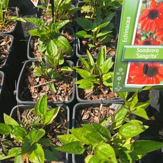 EKİNEZYA ‘sonbahar kırmızısı’ / Echinacea ‘Sombrero Sangrita’