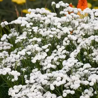 PITIRCIK CİVANPERÇEMİ - Achillea ptarmica 'The Pearly'