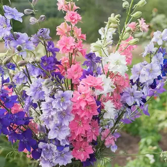 (tohum) HAZERAN ÇİÇEĞİ - Delphinium consalida