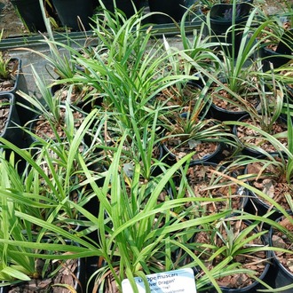 LİRYOP ‘gümüş ejderha’ - Liriope muscari ‘Silver Dragon’