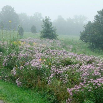 KURAKÇIL MONARDA / Monarda fistulosa