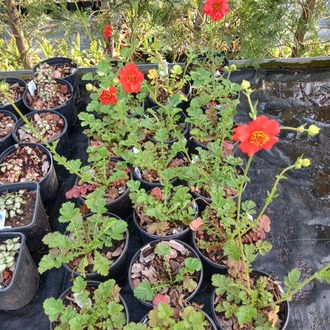 CEYUM ‘bayan bradşav’ / Geum chiloensis ‘Mrs. Bradshaw’’