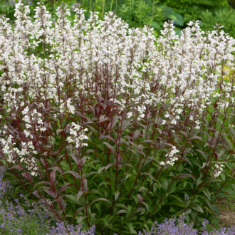 PENSTEMON ‘pokahontas’ / Penstemon ‘Pocahontas’