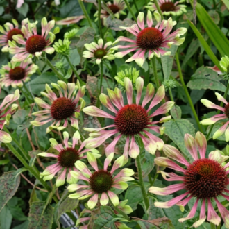 EKİNEZYA ‘yeşil fırıldak’ / Echinacea purpurea ‘Green Twister’