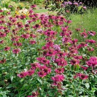 MONARDA ‘bihter gelin’ / Monarda ‘Gewitterwolke’