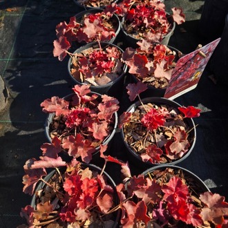 HÖKERA ‘kiraz suyu’ / Heuchera ‘Cherry Cola’