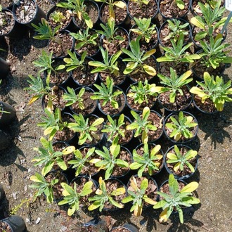 ŞEBBOY - MATİYOLA ‘ton ton stok’ / Matthiola incana ‘Brompton Stock Mixed’