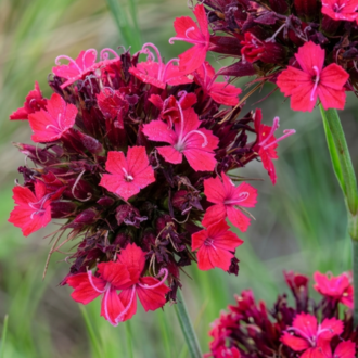 KAN KARANFİLİ / Dianthus cruentus / *Türkiye Bitkisi